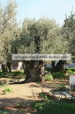 Olive Trees In Garden of Gethsemane