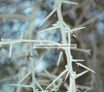 Tree of Thorns Seen At En Gedi