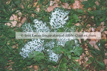 Prosperity Scriptures. Plant Life On Mount Arbel, Israel.